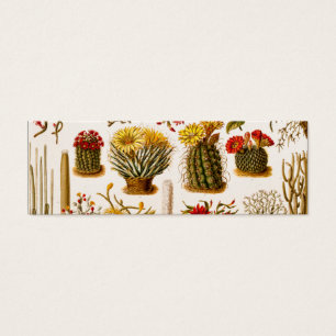 Illustration 1911 florale de fleur de cactus de