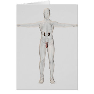 illustration 3D de l'appareil reproducteur