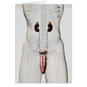 Illustration 3D Du Système Reproductif Homme 3