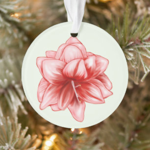 Illustration Amaryllis rose et blanc