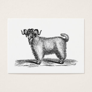 Illustration angora vintage de chèvre - chèvres