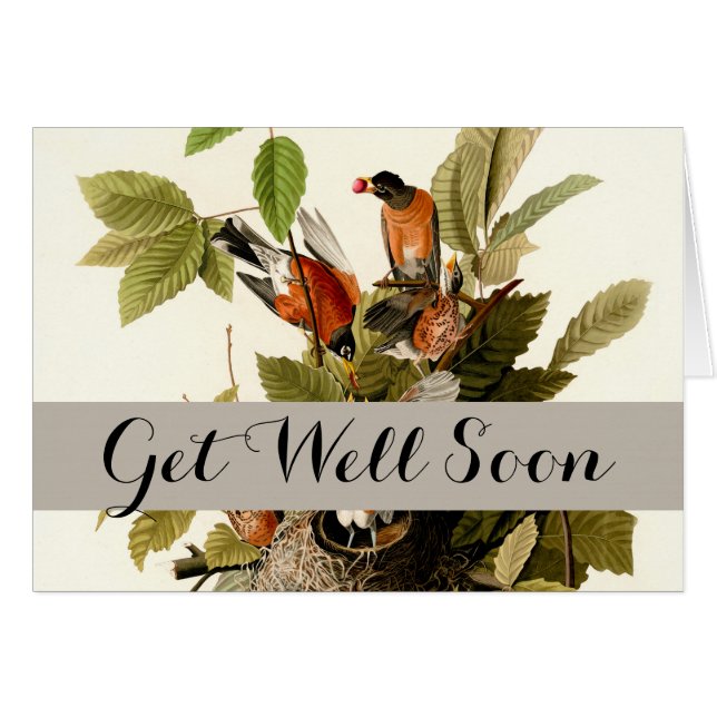 Illustration Audubon American Robin Wildlife Bird (Devant horizontal)