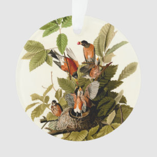 Illustration Audubon American Robin Wildlife Bird