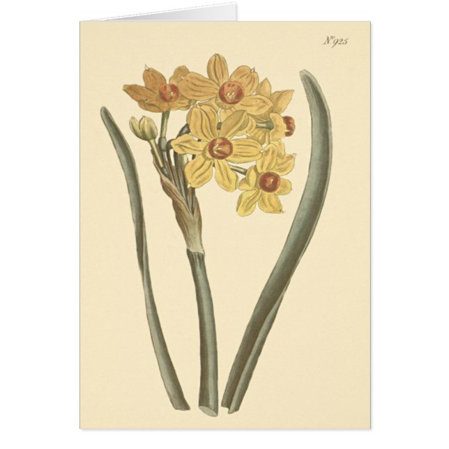 Illustration botanique de narcisse polyanthus (Devant)