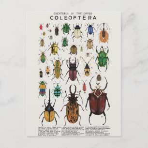 Illustration coléoptères postcard