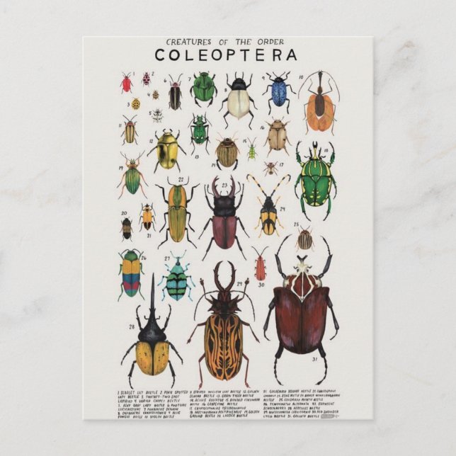 Illustration coléoptères postcard (Front)