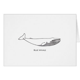 Illustration de baleine bleue (schéma)