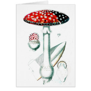 Illustration de champignon Vintage