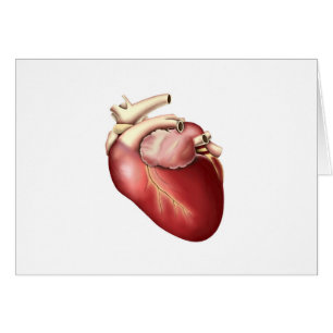 Illustration de coeur humain