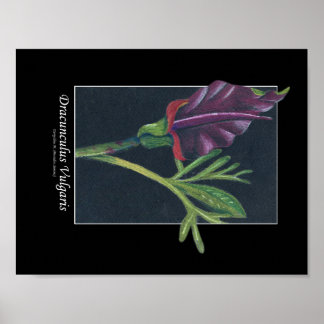 illustration de fleur affiche dracunculus vulgaris