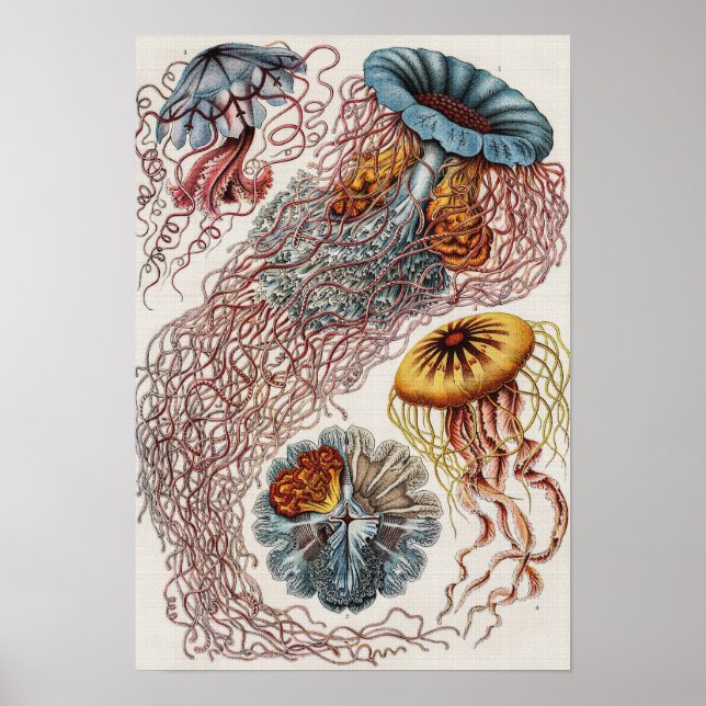 Illustration de la vie marine - Poster d'Ernst Hae (Devant)