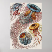 Illustration de la vie marine - Poster d'Ernst Hae