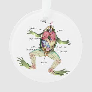 Illustration de l'anatomie de la grenouille