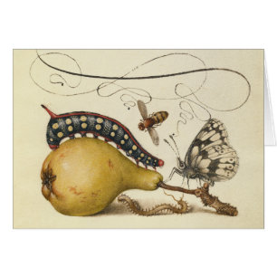 Illustration de l'insecte du fruit du papillon