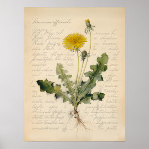 Illustration de poster botanique de pissenlit vint