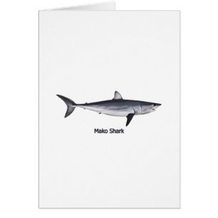 Illustration de requin de Mako de Shortfin