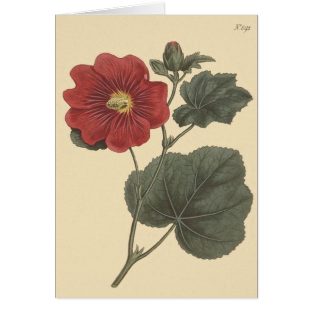 Illustration de Seringapatam Hollyhock (Devant)