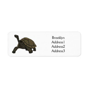 Illustration de tortue terrestre des Galapagos