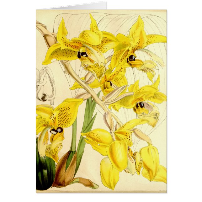 Illustration de wardii de Stanhopea (Devant)
