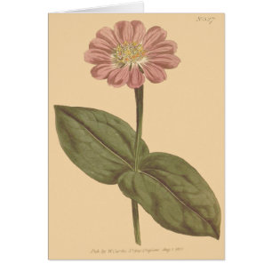 Illustration de Zinnia couleur violet