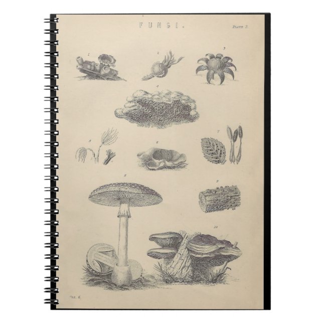 Illustration des champignons du 19e siècle Livre d (Devant)