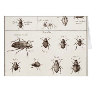 Illustration des insectes des insectes des années 