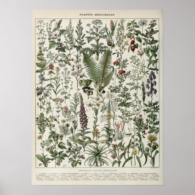 Illustration des Plantes médicinaux Impression Vin (Devant)