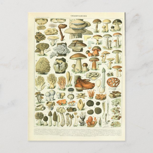 Illustration dictionnaire champignons postcard (Front)