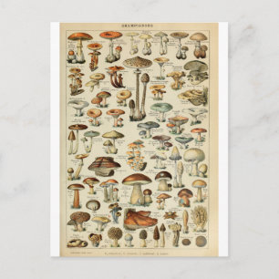 Illustration dictionnaire champignons postcard