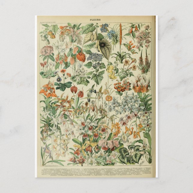 Illustration dictionnaire fleurs postcard (Front)