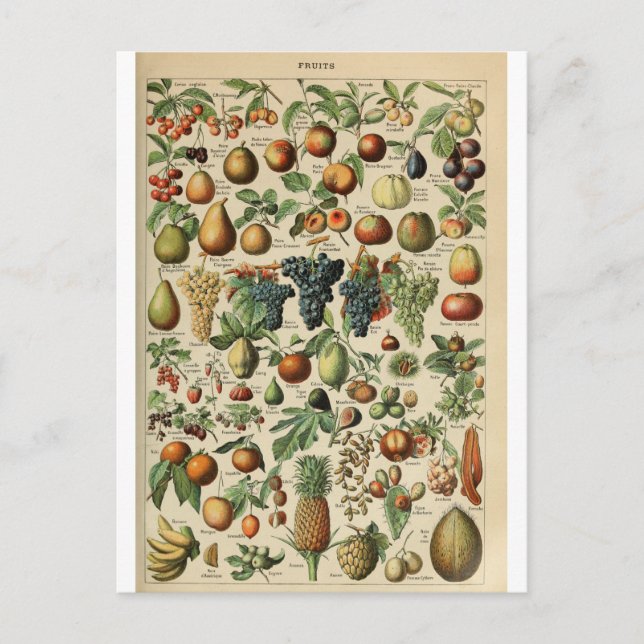 Illustration dictionnaire fruits postcard (Front)