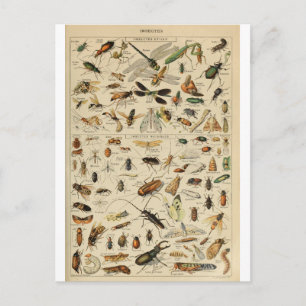 Illustration dictionnaire insectes postcard