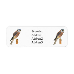 Illustration d'oiseau américain Kestrel