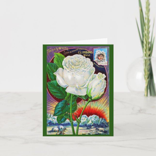 Illustration du catalogue rose des années 1890 Ros (Devant)