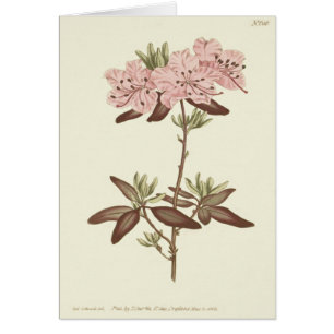 Illustration du Rhododendron à feuilles pointillée