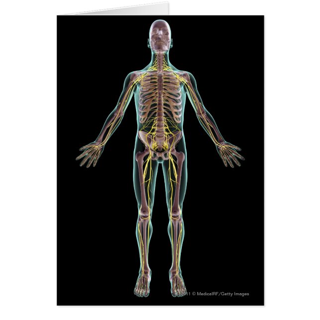 Illustration du système nerveux (Devant)