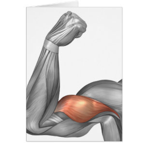 Illustration d'un bras fléchi montrant le biceps