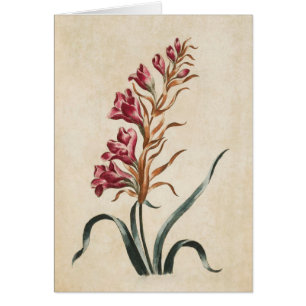 Illustration Foxglove vintage botanique