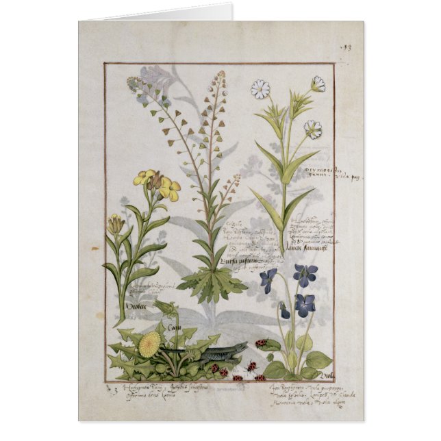 Illustration from the 'Book of Simple Medicines' 2 (Front)