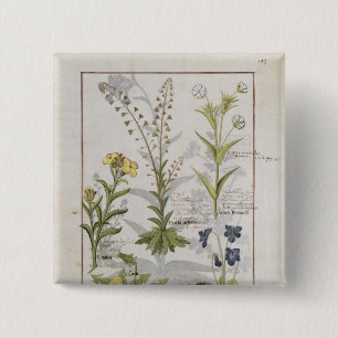 Illustration from the 'Book of Simple Medicines' 2 Inch Square Button