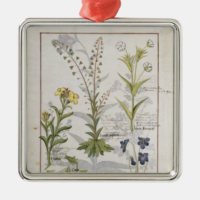 Illustration from the 'Book of Simple Medicines' 2 Metal Ornament (Front)