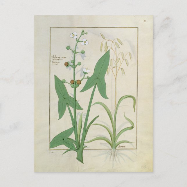 Illustration from the 'Book of Simple Medicines' 2 Postcard (Front)