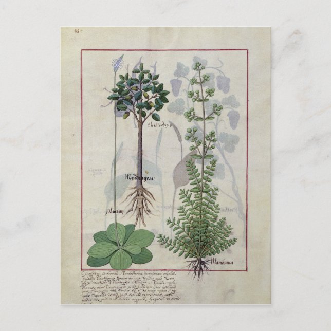 Illustration from the 'Book of Simple Medicines' 2 Postcard (Front)
