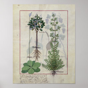 Illustration from the 'Book of Simple Medicines' 2 Poster