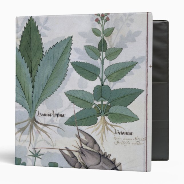 Illustration from the 'Book of Simple Medicines' Binder (Front/Inside)