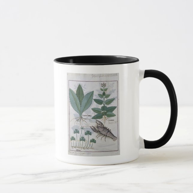 Illustration from the 'Book of Simple Medicines' Mug (Right)