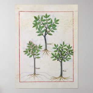Illustration from the 'Book of Simple Medicines' Poster