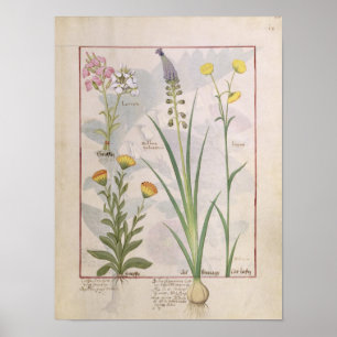 Illustration from the 'Book of Simple Medicines' Poster