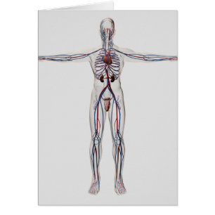 Illustration Médicale : Appareil reproducteur