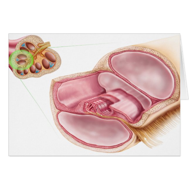 Illustration Médicale D'EndOlymph (Devant horizontal)